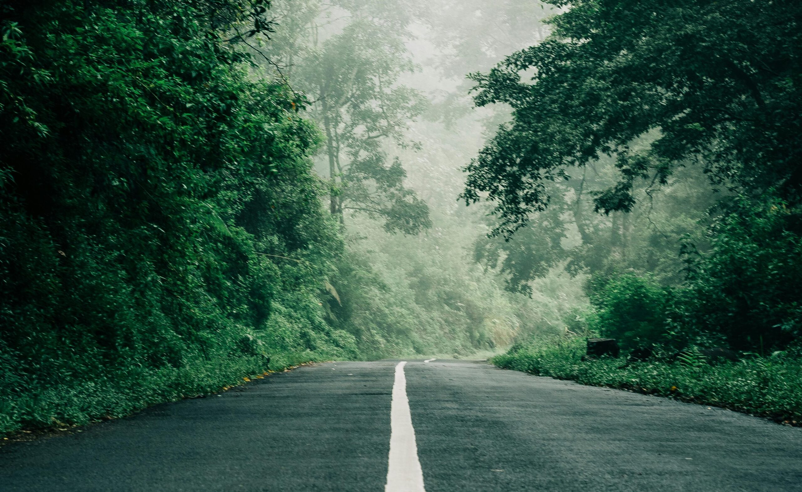 Asphalt road through a foggy forest